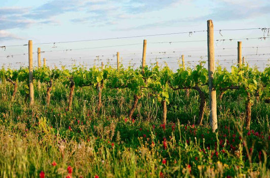 W.E. : " Does Biodynamic Farming Improve Wine? Experts Weigh In "