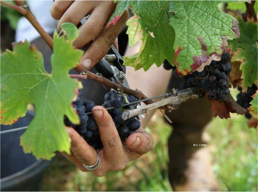 T.V. : " En Bourgogne, une récolte 2022 revigorante "