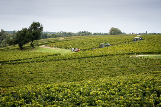 R.V.F. : " Médoc : L’année fraîche aux vins élégants "