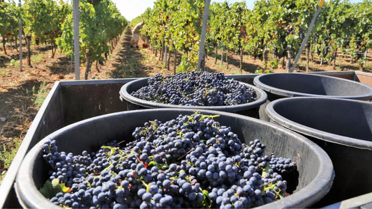 Vendanges 2025 : des volumes revus à la baisse, proches de 2024