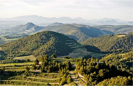 F.V. : " Le Gigondas existe désormais en blanc "