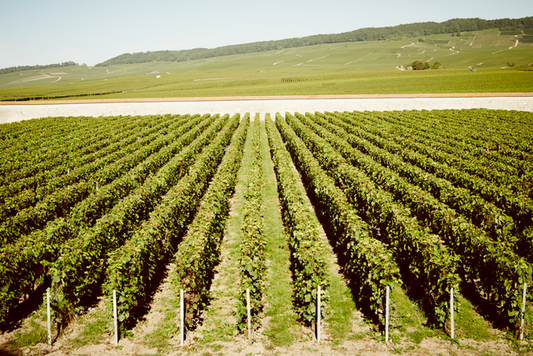 Vitisphère : " Après les champagnes, les vins britanniques comptent rivaliser avec les bourgognes "