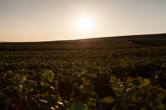F.V. : " Champagne : le rendement de la vendange 2022 fixé à 12000 kilos par hectare "