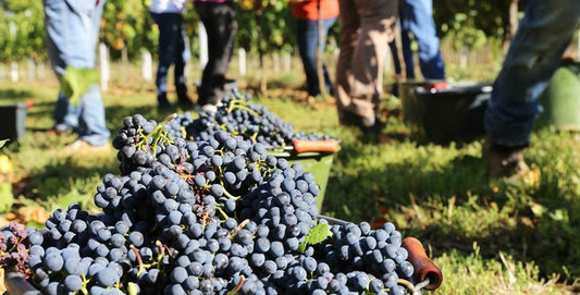 F.V. : " Vins : les bourgognes vers un millésime "beau et généreux" malgré la sécheresse