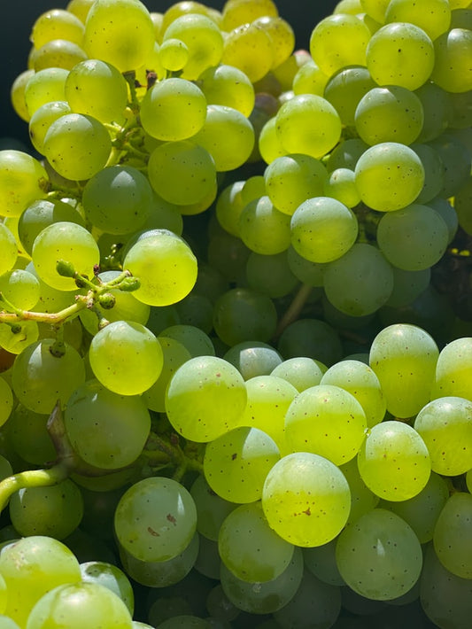 F.V. : " Décryptage des premières mesures prises par la filière champagne "