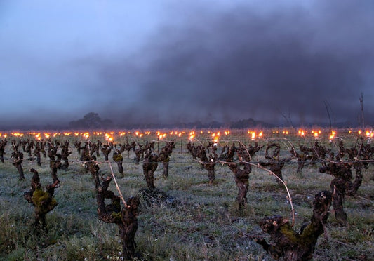 Decanter : "Bordeaux 2021 harvest was 20% below 10-year average following spring frosts"