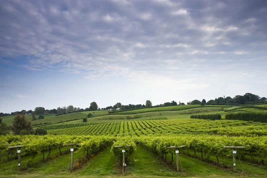 RR : " 'We’re One of the Very Few Winners in a World Full of Losers’: How English Wine Is Benefiting From Climate Change "
