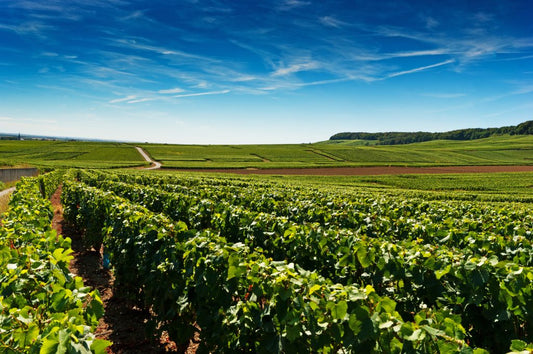T.D.B. : " Champagne reports ‘solar’ 2022 vintage "