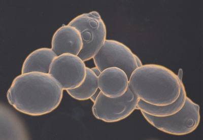 V. : " Aucune levure n'est neutre pour le vin "