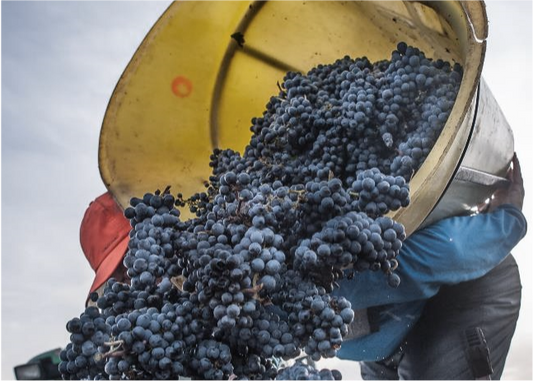 Euronews : " France to make twice as much Champagne this year, more wine "