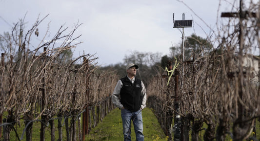 A.P.N.: "AI made its way to vineyards. Here’s how the technology is helping make your wine"