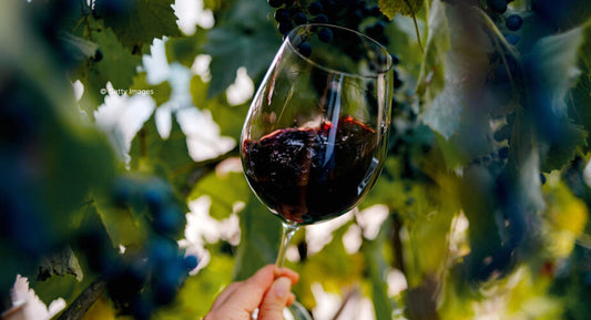 D. : "Bordeaux wines with novel grapes retain ‘classical’ taste – study"