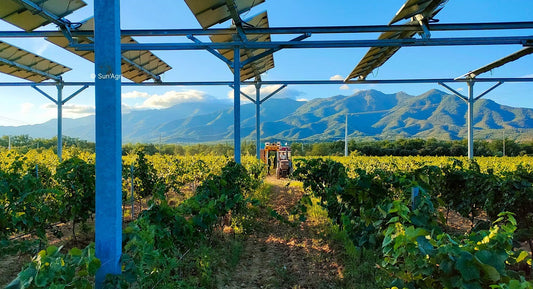 W.S. : "Could Solar Panels Help Produce Better Wine?"