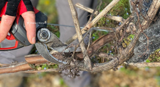 V. : " La différence entre le bon et le mauvais tailleur de vigne : 30 % de rendement ? "