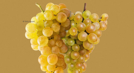 W.E. : " Riesling vs. Chenin Blanc: the Acid Hound Quest for the Best Aromatic White "