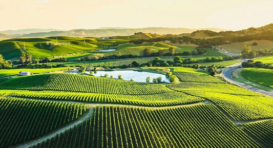 T.O. : "These are Europe’s best wine regions to visit in 2025"