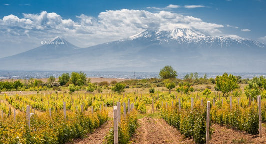 V. : " 3 nouveaux cépages au catalogue des vignes françaises "