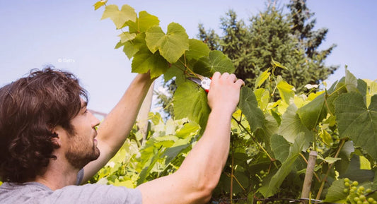 R.V.F. : " Le rognage ou l’art d’élaguer la vigne "
