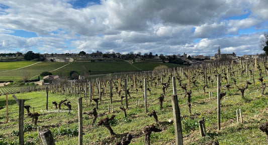 D.B. : "Bordeaux vintage report part 2: a vintage of reactivity, vigilance and surveillance"