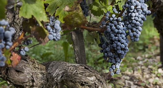 D. : "Andrew Jefford: ‘Global warming appears to have lurched Bordeaux forward into a changed state’"