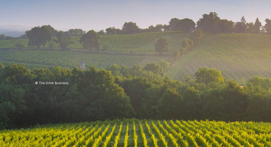 D.B. : "St Julien 2023: high yielding and ‘excellent’ wines"