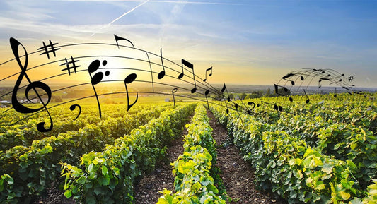 R.V.F. : " De la musique contre l’esca et le stress hydrique des vignes "