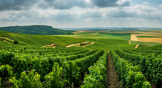 F.V. : " Dans le vin, le changement climatique fera «des gagnants et des perdants» "