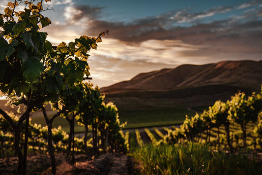 La Revue du Vin de France : "Un neuvième cru du nord des Côtes-du-Rhône pour réparer un oubli de l'histoire ?"