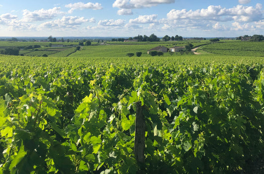 "Classified St-Emilion estate begins earliest ever harvest today"