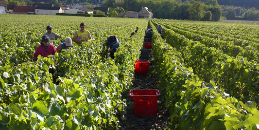 "Comment le changement climatique modifie le calendrier des vendanges"