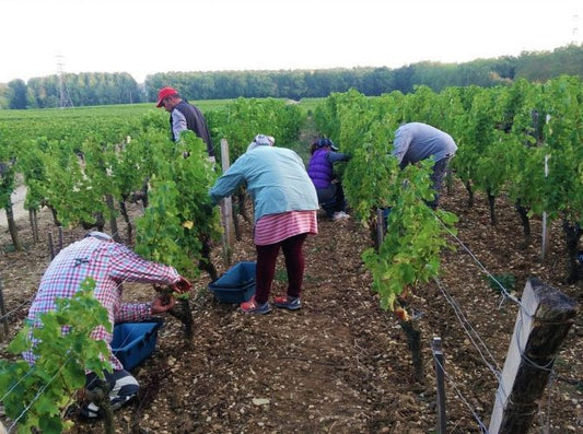 T.V. : " Pessac Léognan : un 2022 qui surprend "