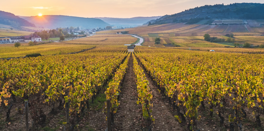 R.V.F. : " L'édito du mois d'octobre : Le goût originel du vin "