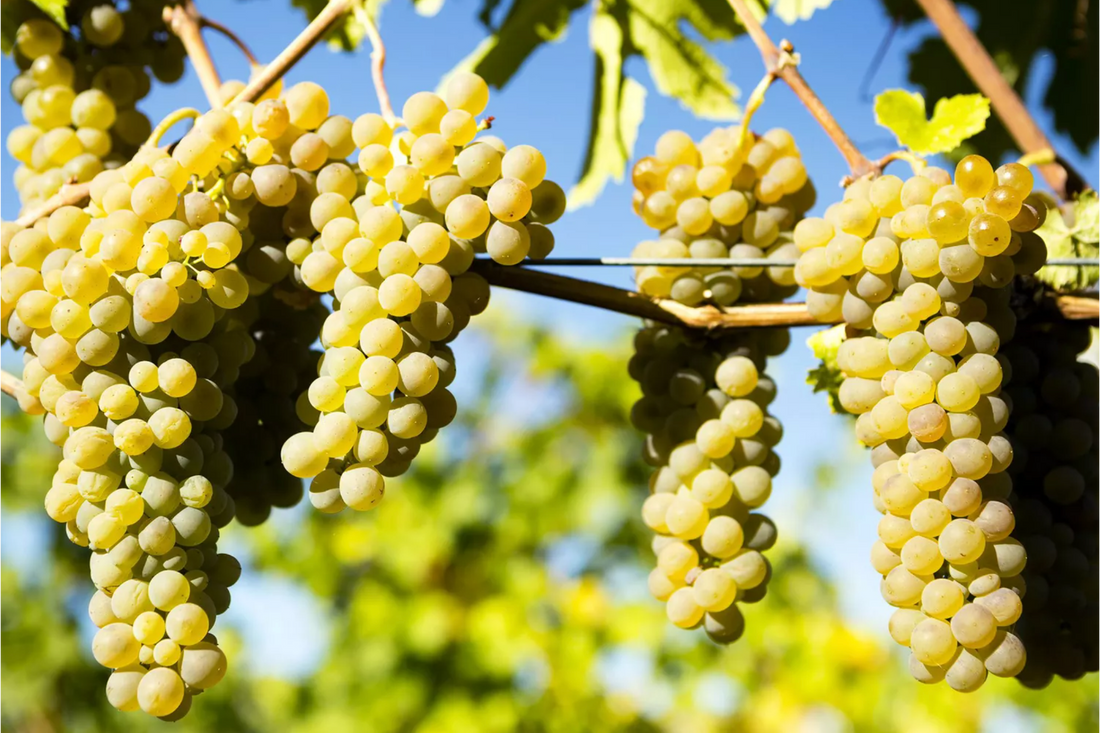 F. & W. : " Viognier — A Guide to the Basics "