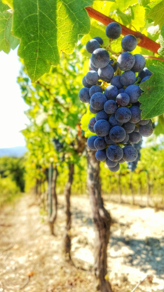 R.V.F. : "Le Giec pointe les menaces qui planent sur l'agriculture française "