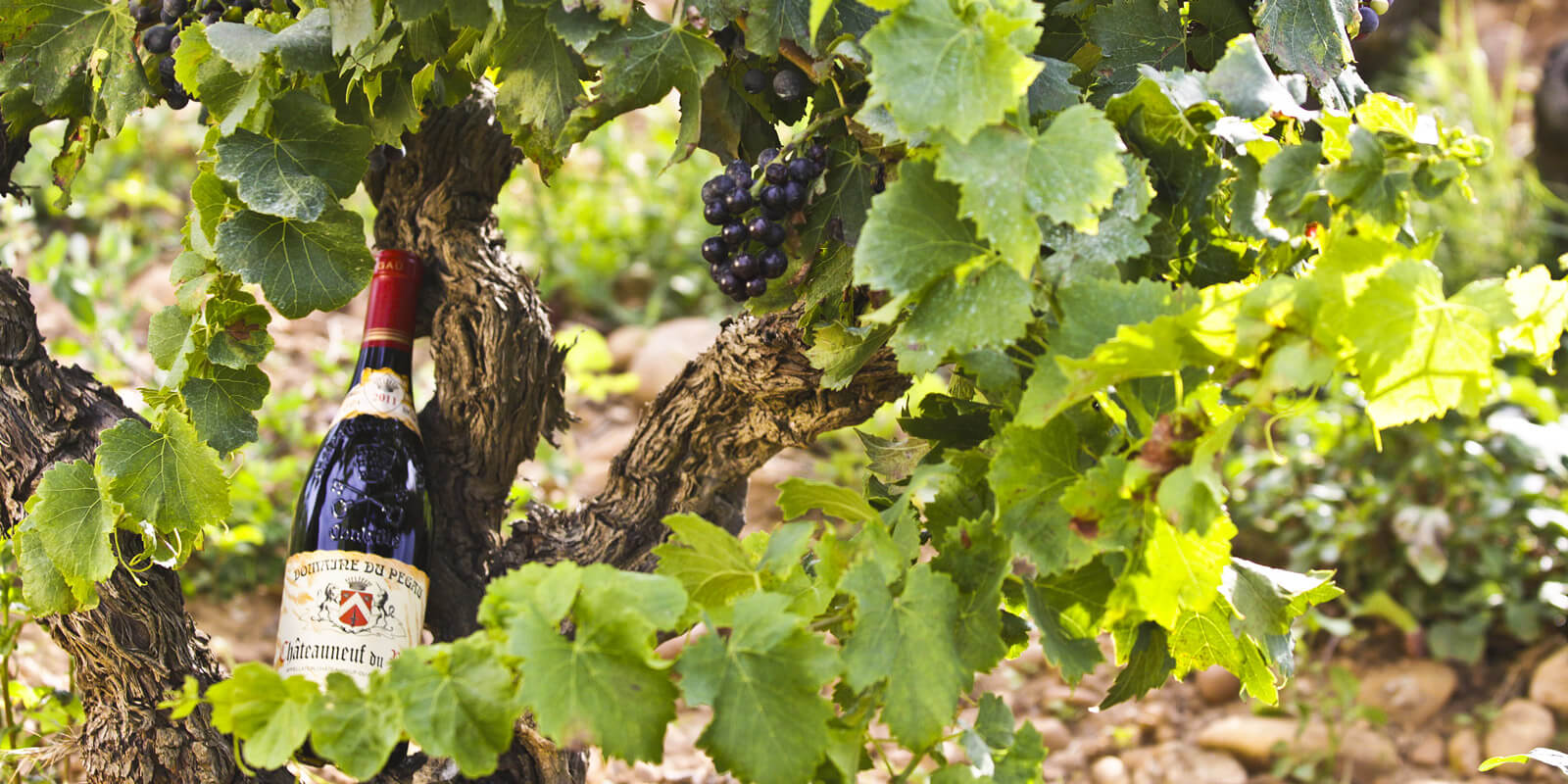 DOMAINE DU PEGAU : ドメーヌ・デュ・ペゴー