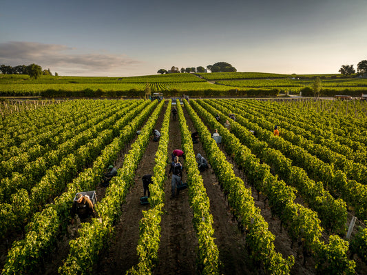 D. " : Bordeaux 2022: Our en primeur verdict and top-scoring wines "