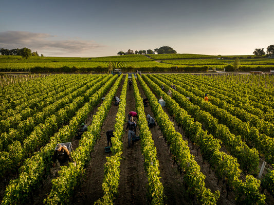 D. "Bordeaux: Hopes rise for 2023 harvest but mildew leaves mark"