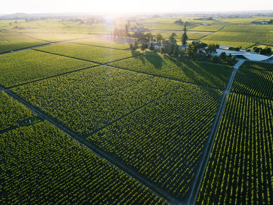 ISWR : "Seven key trends that will shape the global wine industry in 2024"