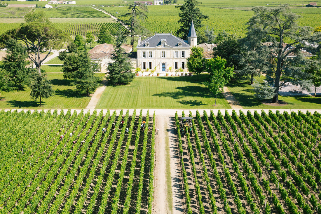 D.B. : " French government approves fund to help French vignerons "