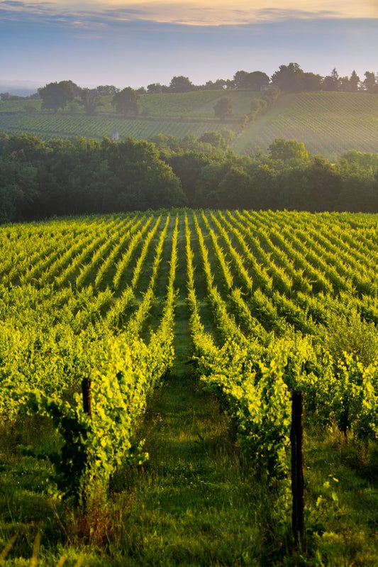 D.B. : " Bordeaux 2022: resilient vineyards amid last year’s heat mark out a ‘great vintage’ "