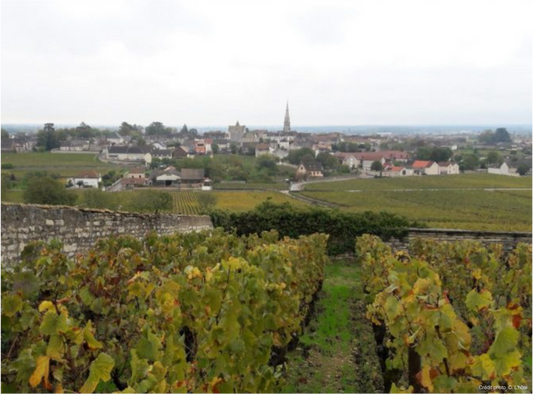 T.D.V. : " [Grands Jours de Bourgogne] Le «style» Meursault, un mythe qui a fait long feu "