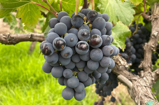 D. : "Researchers in Peru identify six unique new grape varieties"