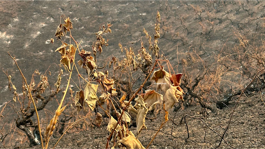 W.S. : " More Than One Million Acres Burn in Chilean Wine Regions "