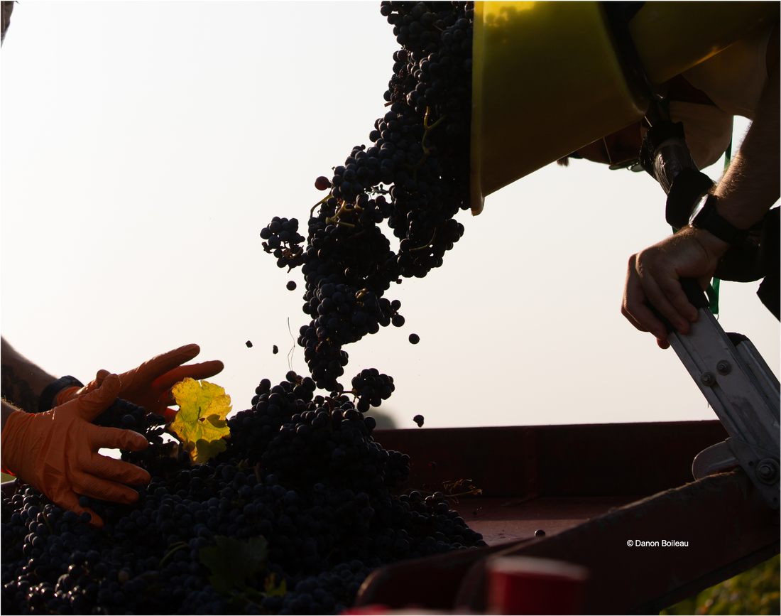 Vitisphère : " Les vignerons vont récolter de petites baies "