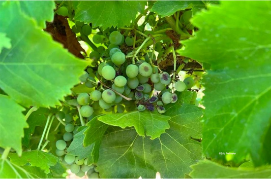 Vitisphère : " La vigne résiste à la vague de chaleur, mais souffre du manque d’eau "