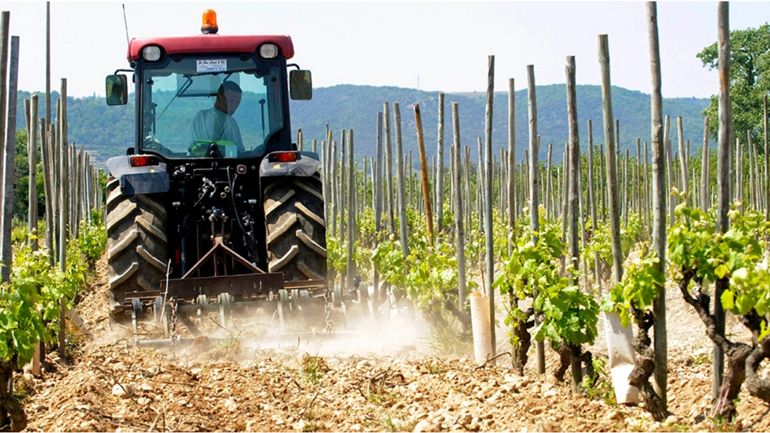 R.R. : " A Drought Is Wreaking Havoc on the French Wine Rebound Everyone Expected "