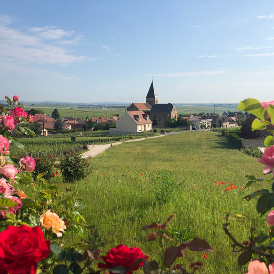 I.T. : " Wine regions of France: a bluffer’s guide "