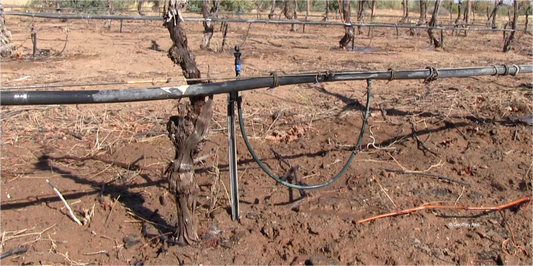 R.V.F. : " À Bordeaux, l'irrigation au secours des jeunes vignes "