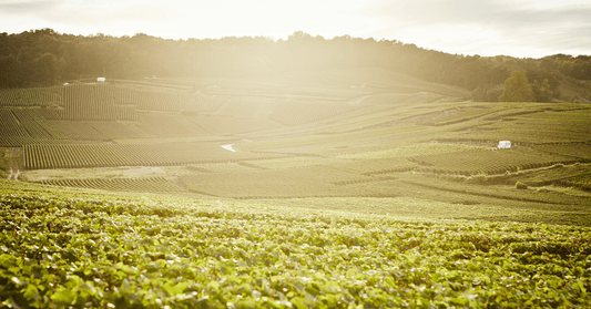 D.B. : "Fresh scientific study highlights risks to wine growing regions"