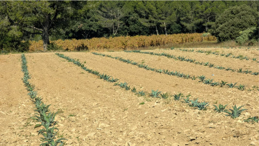 "Face au changement climatique, Chapoutier mise sur l’agave"
